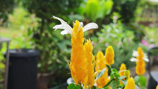 Yellow golden shrimp plant flowers green leaves,

