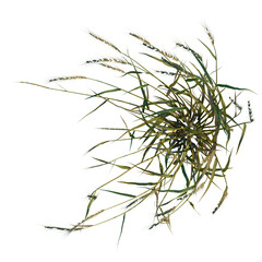 Secale cereale tree plan, top view, cutout, transparent background, 4k isolate, Golden wheat stalks sway gently in a warm breeze, capturing nature's bounty