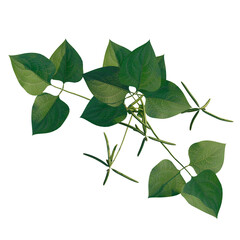 Vigna radiata tree plan, top view, cutout, transparent background, 4k isolate, Vibrant green bean...