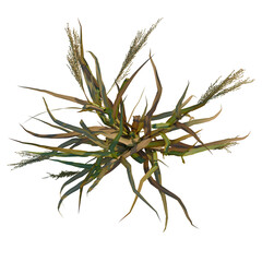 Panicum miliaceum tree plan, top view, cutout, transparent background, 4k isolate, Detailed top view of a dry grass plant with seed heads