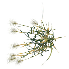 Triticum aestivum tree plan, top view, cutout, transparent background, 4k isolate, Golden grass...