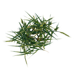 Naklejka premium Secale cereale tree plan, top view, cutout, transparent background, 4k isolate, Vibrant green grass cluster with delicate seed heads, detailed natural textures
