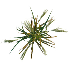 Fototapeta premium Panicum miliaceum tree plan, top view, cutout, transparent background, 4k isolate, Vibrant sorghum plant with green leaves and seed heads from above