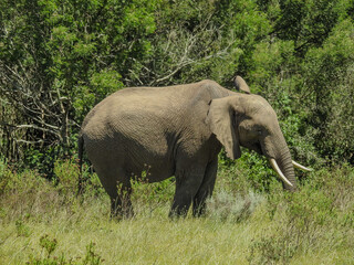 Fototapeta premium African Bush Elephant Foraging