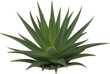 Fototapeta premium Lush green aloe vera plant with spiky succulent leaves isolate herb medicinal arid desert xerophyte houseplant potted plant botanical nature health skincare