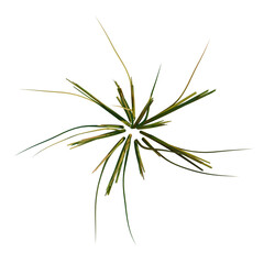 Oryza sativa tree plan, top view, cutout, transparent background, 4k isolate, Vibrant green grass blades bursting outward from a central point