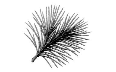 Obraz premium Detailed pine branch drawing in vintage black and white style