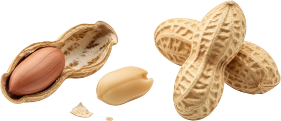 A cracked open peanut shell reveals a single brown peanut with a shelled peanut nearby and two whole peanuts in their shells together isolate food snack