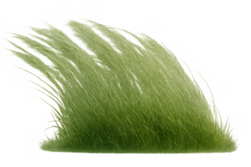Green grass clump blowing in strong wind with motion blur, isolated on transparent background, environmental concept