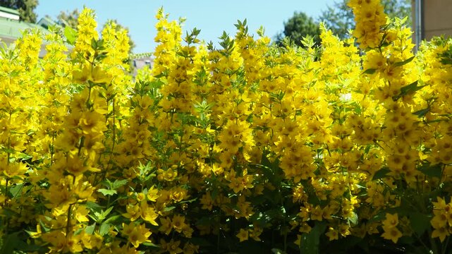 Lysimachia punctata, tdotted loosestrife, large yellow loosestrife, circle flower, or spotted loosestrife, is flowering plant species in family Primulaceae. Rhizomatous perennial herbaceous plant
