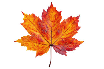 Fototapeta premium Detailed autumn maple leaf illustration vibrant colors on transparent background