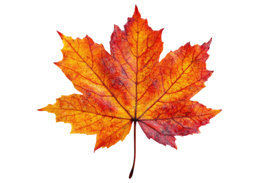 Detailed autumn maple leaf illustration vibrant colors on transparent background - Powered by Adobe