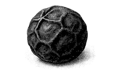 Detailed black peppercorn in stipple art style for culinary design inspiration