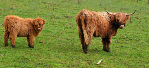 zwei schottische Hochlandrinder