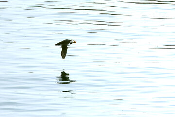Atlantic puffin flying in the North Atlantic off the cliffs of northwest Iceland on a cloudy July afternoon