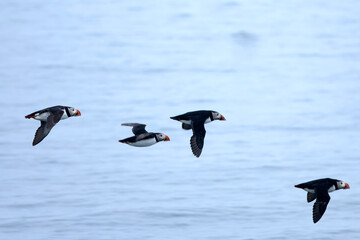 Atlantic puffin flying in the North Atlantic off the cliffs of northwest Iceland on a cloudy July afternoon