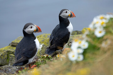 Atlantic puffin on a cliff in northern Iceland covered in flowers on a cloudy afternoon