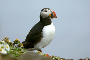 Atlantic puffin on the cliffs of northwest Iceland during breeding season in mid-July on a cloudy...