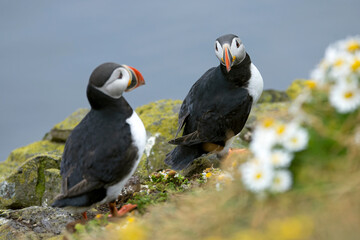 Atlantic puffin on a cliff in northern Iceland covered in flowers on a cloudy afternoon