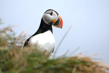 Atlantic puffin on the cliffs of northwest Iceland during breeding season in mid-July on a cloudy day