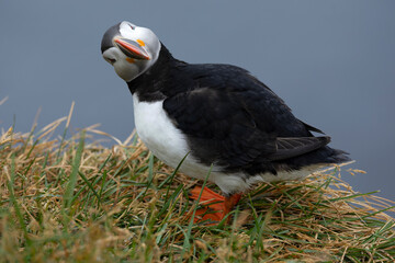 Atlantic puffin on the cliffs of northwest Iceland during breeding season in mid-July on a cloudy day