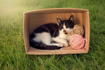 Cute kitten relaxing in a cardboard box with balls of yarn