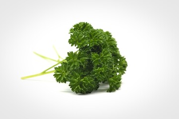 Fresh curly parsley sprig on a white background