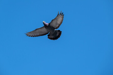 Fototapeta premium A flying common pigeon against a clear sky