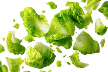 Fresh lettuce pieces floating on transparent background