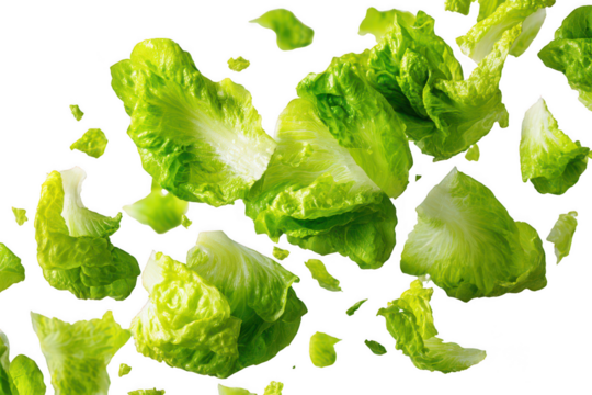 Fresh lettuce pieces floating on transparent background