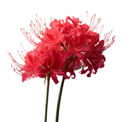 Bright Red Lycoris Flower with Curled Petals and Long Stamen on White Background