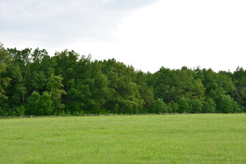 Obraz premium a Green grass Field and Forest Edge under a white Sky