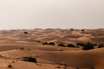 View of undulating golden sand dunes dotted with sparse shrubbery where Oryx roam in the vast desert, Umm Eselay, Sharjah, United Arab Emirates.