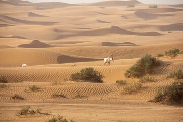 View of a serene desert landscape with undulating sand dunes meeting sparse shrubs and two Arabian Oryx, Umm Eselay, Sharjah, United Arab Emirates.