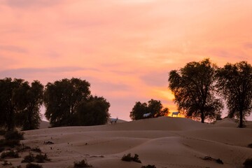 View of the sun setting over the desert dunes with sparse trees silhouetted against the vibrant sky and antelopes grazing peacefully, Umm Eselay, Sharjah, United Arab Emirates.