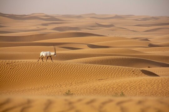 View of an Arabian Oryx gracefully traversing the undulating golden dunes under a hazy sky, creating a mesmerizing contrast of life and arid landscape, Umm Eselay, Sharjah, United Arab Emirates.