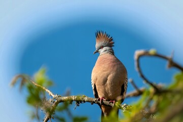 Majestic crested pigeon perched on a branch against a blue sky