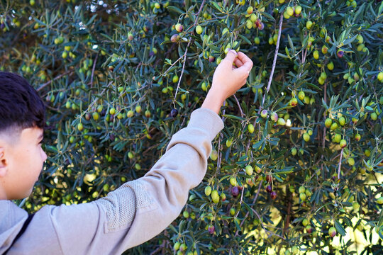 agriculture. Teenager picking ripe olives from an olive tree in the countryside. - Powered by Adobe