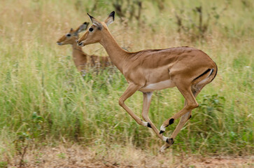 Impala