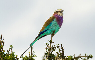 Rollier à longs brins