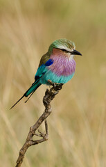 Rollier à longs brins