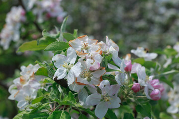 Delicate Apple Blossoms Blooming on a Branch in Spring