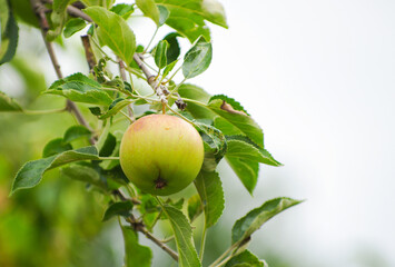 Apples on apple tree branch.