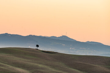 View of a solitary tree standing proudly atop a rolling, golden hill under a pastel sky, with distant mountains adding depth, Val dâ€™Orcia, Tuscany, Italy.