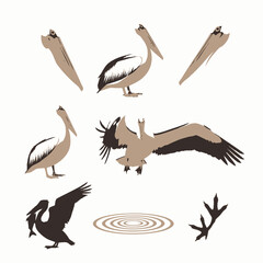 Collection of stylized pelican bird illustrations in various poses.