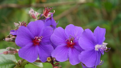 Obraz premium Close-up of vibrant purple wildflowers in daylight, captured outdoors with shallow depth of field highlighting petals, stamens, and natural garden background