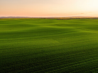 Green agricultural field rolling hills at sunset
