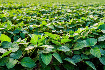 Green soybean plants growing in sustainable agricultural field