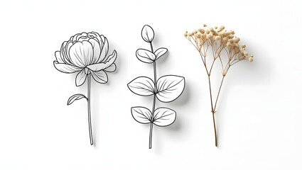Botanical illustration and dried flower a delicate peony drawing, eucalyptus branch, and dried gypsophila create a minimalist, elegant composition