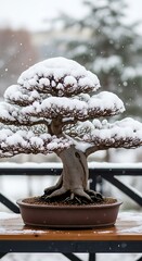 Bonsai Tree Covered in Snow on a Table Outdoors.